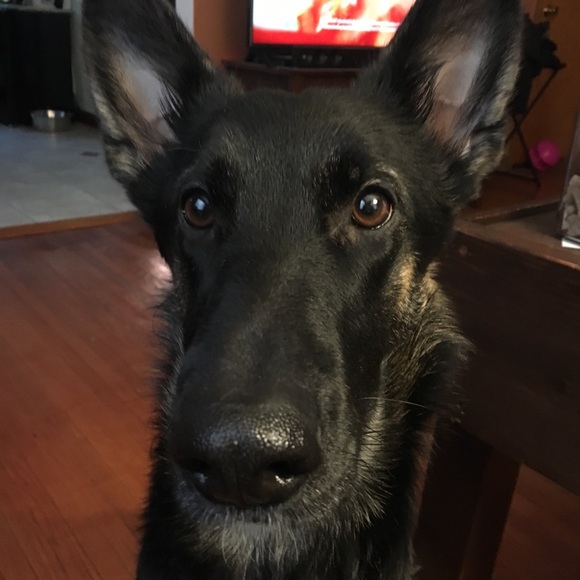 🖤✨I’M A POSH AMBASSADOR!✨🖤 - Picture 2 of 3